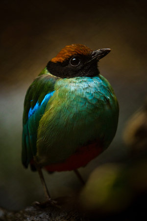 Blue-winged Pitta (Pitta moluccensis)の写真素材