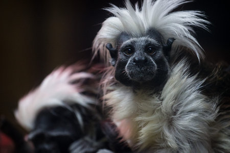 Cute black and white crested tamarin on dark background.の写真素材