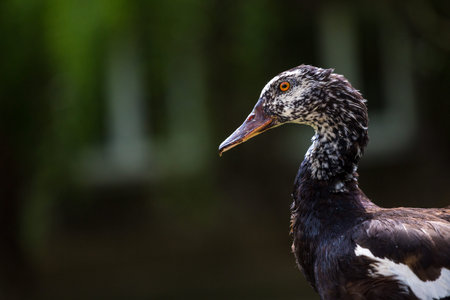 Portrait of a black duck on a background of green foliage.の写真素材