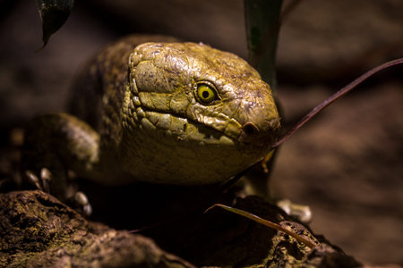 Close up of the head of a skink (Tropical lizard)の写真素材