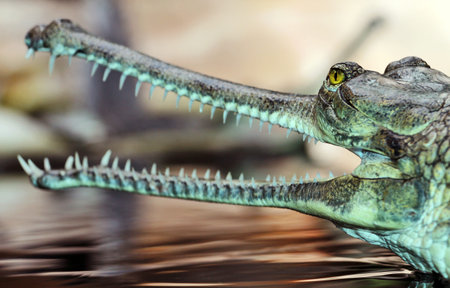 Close up of gharial or gavial (Gavialis gavialis)の写真素材