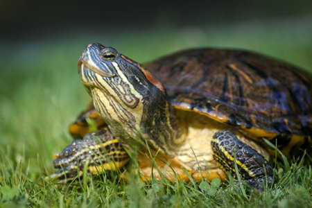 Red-eared slider (Trachemys scripta elegans)の写真素材