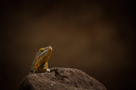 Yellow Agama Lizard on a rock in the forest, Thailand.