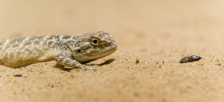 lizard on the sand in the wild, closeup of photoの写真素材