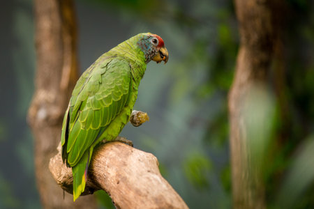 Beautiful green parrot sitting on a tree branch in the parkの写真素材