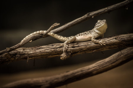 Close-up of a lizard on a branch.の写真素材