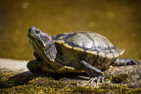 Turtle basking in the sun on a stone in a pond