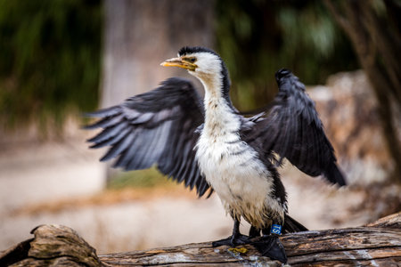 Great cormorant (Phalacrocorax carbo)の写真素材