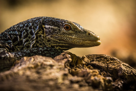 Close up of a monitor lizard, Varanus salvator, on a rock.