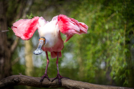 Roseate spoonbill (Platalea ajaja)の写真素材
