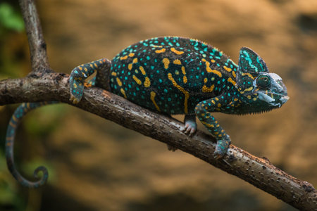 Colorful chameleon on a branch. Close-up.の写真素材