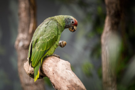 Parrot sitting on a tree branch in the park and looking at camera