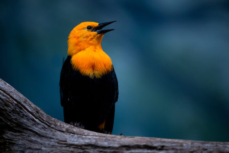 Orange-headed Blackbird (Agapornis africanus)の写真素材