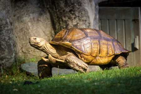 African spurred tortoise, Geochelone sulcata, also known as the African giant tortoise.の写真素材