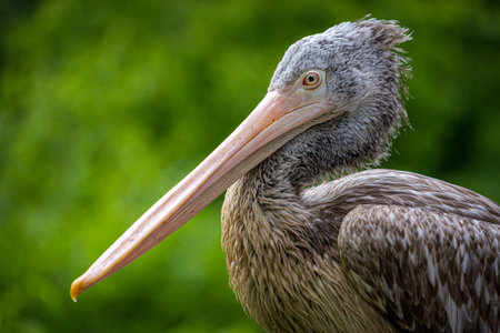 Pelican (Pelecanus occidentalis) portraitの写真素材