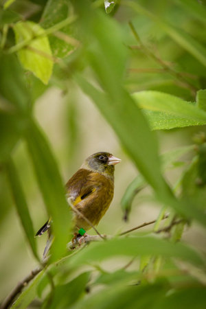 Greenfinch (Fringilla coelebs) in nature
