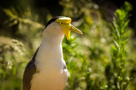 Close up of a Masked Lapwing (Vanellus vanellus)の写真素材