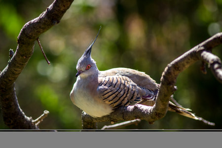 Crested Pigeon (Crested Pigeon)の写真素材
