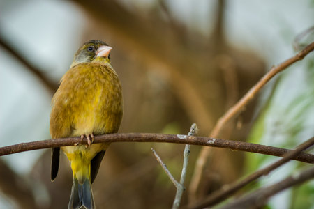 Male Greenfinch (Coccothraustes coccothraustes) perched on a branchの写真素材