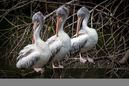 Pelican, Pelecanus erythrorhynchosの写真素材
