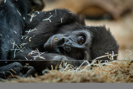 Portrait of a gorilla in a zoo. Close-up.の写真素材