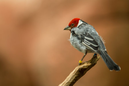 Red-crested cardinal (Carduelis carduelis)