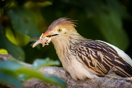 Crested Babbler (Babblera babbleri)の写真素材