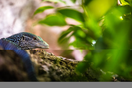 Close up view of a blue monitor lizard in a natural environment.
