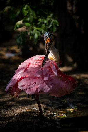 Roseate spoonbill (Platalea ajaja)の写真素材