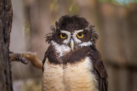Portrait of a Pied Owl (Strix nebulosa)の写真素材