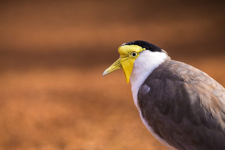 Portrait of a Black-crowned Lapwing, Thailand.の写真素材