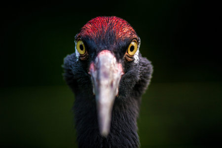 Portrait of a red-necked stork in the natureの写真素材