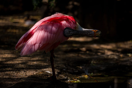 Roseate Spoonbill (Platalea ajaja)の写真素材