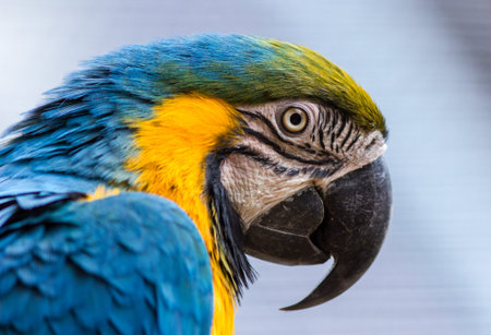 Portrait of a colorful macaw parrot, close-upの写真素材