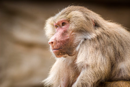 Portrait of a Japanese macaque, Macaca fuscataの写真素材