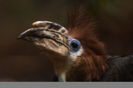 Great hornbill (Buceros albirostris)の写真素材