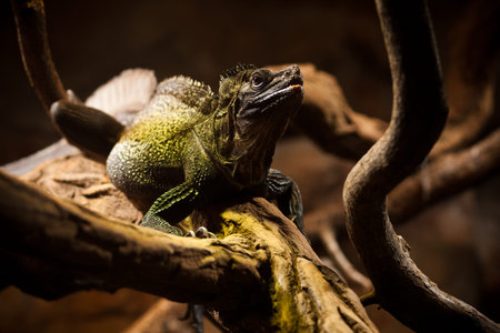 Green iguana sitting on a tree branch in the terrarium.の写真素材
