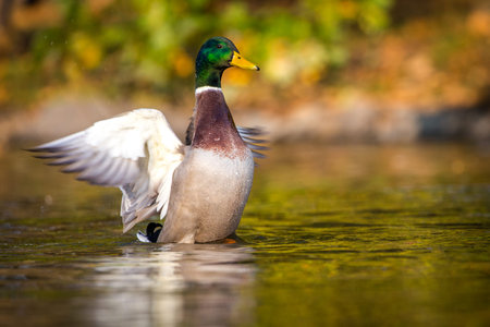 Mallard duck (Anas platyrhynchos)の写真素材