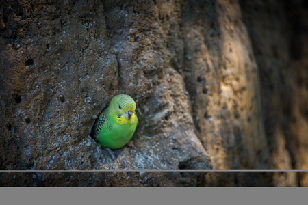 Budgerigar sitting on a rock looking at the camera