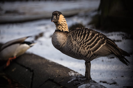 Portrait of a Canada Goose (Branta canadensis)の写真素材