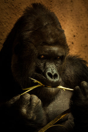 Gorilla eating bamboo in the zoo. Selective focus.の写真素材