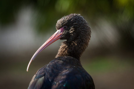 Close-up of a glossy ibis (Plegadis falcinellus)の写真素材