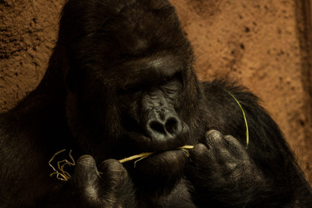 Closeup of a gorilla eating in a zoological gardenの写真素材