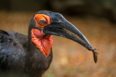 Southern Ground Hornbill, Bucorvus leadbeateriの写真素材