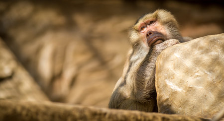 Monkey in a zoo, close-up of a monkey.の写真素材