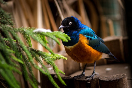 Superb Starling (Lamprotornis superbus)