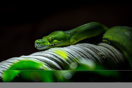 Green tree python (Python reticulatus) on a tree