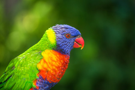 Rainbow Lorikeet (Trichoglossus haematodus)の写真素材