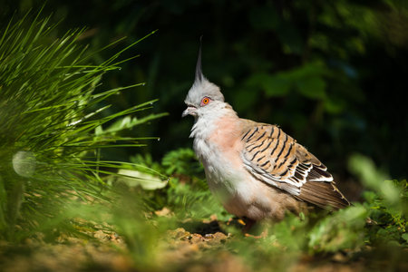 Crested Pigeon (Crested Pigeon)の写真素材