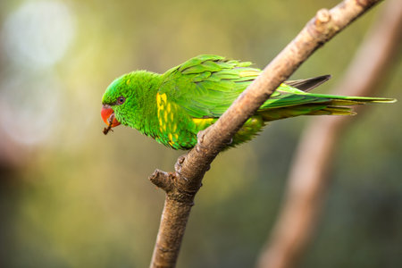 Parrot on a branch in the rainforest of Costa Rica.